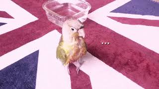 앵무새 목욕후 사과먹기