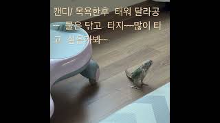 #앵무새 #birds #캔디# #코뉴어 #일상 #태워주…