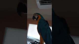 외계어하는 루카 #macaw #청금강 #청금강앵무새