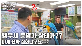 [앵무새키우기] 앵무새 분양가 상태가?? 이게 진짜 실…