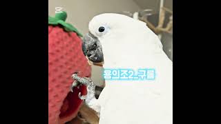 #앵무새 #앵무새키우기 #엄브렐라코카투 #파괴왕 #parrot #parrotlife #cockatoo #umbrellacockatoo