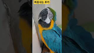 짜증내는 루카 #앵무새 #parrot #청금강 #청금강앵무새 #macaw #animal #동물 #마카우