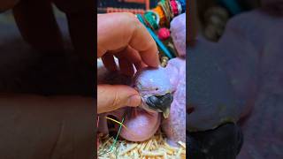 청금강 앵무새예요. #birdslover #parrot…