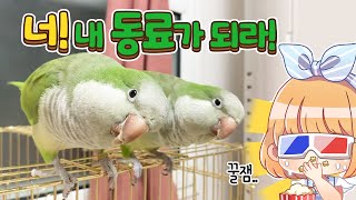 퀘이커 앵무새랑 친해지기 대작전(2) 몽토는 과연 친해…