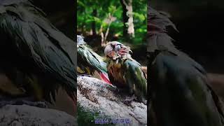 수영하는 코뉴어 앵무새 자두 # 너무 잘해서 