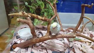 노래하는앵무새 010-4789-9415 인천조류원 노래하는앵무새 앵무새분양 판매 왕관앵무 모란앵무 회색앵무 사랑앵무새 코뉴어 잉꼬 전국 문의 환영 인천 미추홀구 도화동 625-15