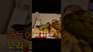 코뉴어 역대급 귀여움. 보면 행복해지는 엉뚱하고 귀여운 영상♥️