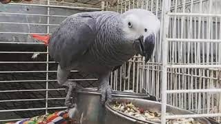 회색앵무 그레이의 먹방~♥