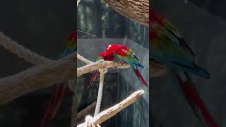 Parrots incredibly love to each other|| love birds 2024