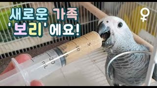 새로운 가족이 생겼어요^^ 너무 예쁜 회색앵무 여아 &…