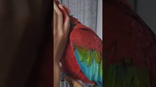 상구 좋지??#상구#홍금강 #마카우 #말하는앵무새 #애…