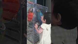 앵무새#청금강코니#홍금강유니#연호#교감(2025년7월5…