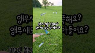 앵무새 얼마나 똑똑해요? 말 알아들어요? #앵무새