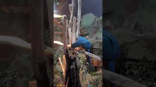 청금강앵무새 구경하기! #주렁주렁 #주렁주렁영등포