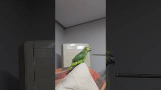 귀농귀촌 앵무새 놀아주기 Playing parrots in returning to farming and rural areas.