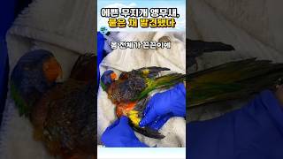 날지도 못하던 앵무새의 반전#앵무새구조 #감동실화 #동…