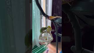 사랑이도 타고 싶어요 #앵무새 #퀘이커 #parrot #지구본 링#빙글빙글