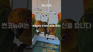 해니의 성장기 #앵무새 #코뉴어 #썬코뉴어 #parrot