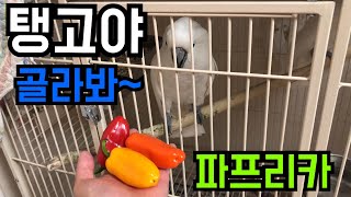 아이들에게 파프리카를 ?