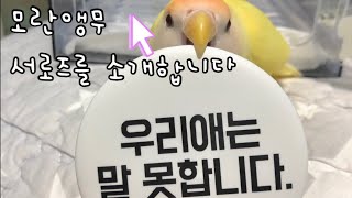 : 로즈는 앵무새야 : 앵무새 로즈를 소개합니다!