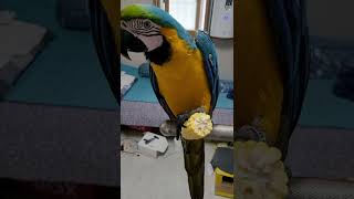 청금강앵무새 루카의 초당옥수수 먹방