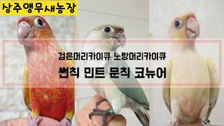 국내 최대규모 썬칙코뉴어 민트코뉴어 문칙코뉴어를 사육하…