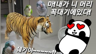 퀘이커앵무새 순도리♡부츄 (우리집에 왜왔니!? 여기가 동물농장이니?)