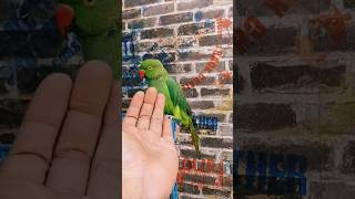 Stay for a while #shorts #ytsh…