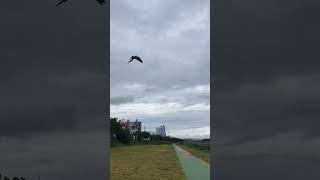 자유비행하는 마음이 2-1 #금강앵무 #앵무새 #마카우