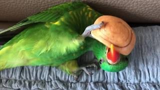 앵무새 해피