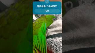 #앵무새 #한스마카우  그쪽도 앵무새를 키우세여?!
