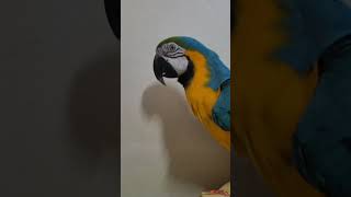 뽀뽀 일로와 #청금강 #청금강앵무새 #마카우 #parrot #macaw #앵무새 #동물 #반려동물 #애완동물 #animal #루카 #산책