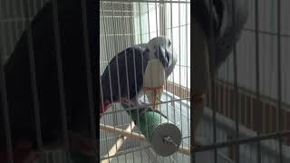 레드펙터 회색앵무 갑오징어 뼈 먹기