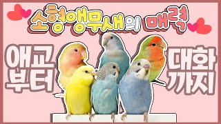 [앵무새키우기]수명 10년-15년인 소형앵무새의 매력뿜…