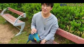 청단이(청금강앵무새) 야외훈련2일차 Macaw parr…