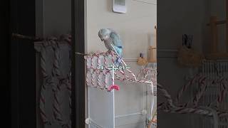 야 꾸꾸야~ #앵무새사투리 #말하는앵무새 #퀘이커앵무송…