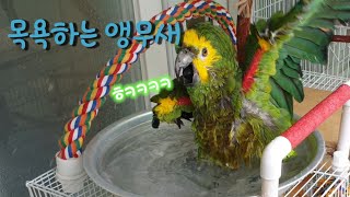 아마존 앵무새의 목욕! 그리고 코뉴어와 모란앵무 친구들 ~