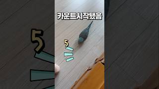 길비둘기마냥 다 주워먹고 다니는 앵무새  퀘이커앵무새 부리