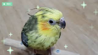 [앵무파파] 이사벨펄 왕관앵무새 베리의 저녁식사 후의 …