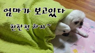 앵무새와 강아지를 같이 키우면?