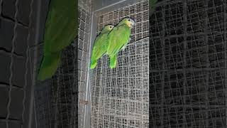 잠이 덜 깬 세네갈과 아마존C