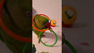 #cute #funny #parrot #birds #p…