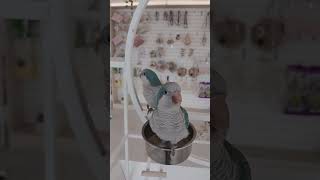 코뉴어 앵두 #모란 체리 #껌딱지 너무 좋아요