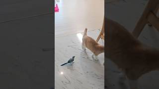 같이노새#parrot#퀘이커앵무새#꽁냥꽁냥#pets#c…