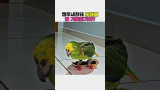 앵무새한테 뭘 가르친거야? #동물 #앵무새