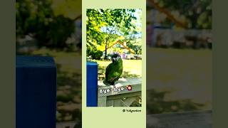 Bye-bye인사하는앵무새 #한스마카우