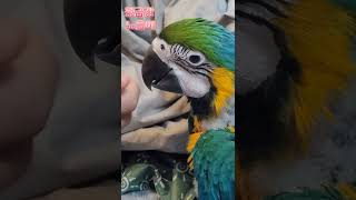 #청금강#노을이