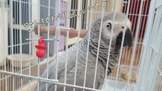 회색앵무 하늘이 영상ㅋㅋ