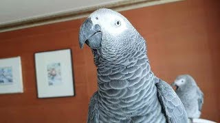 앵무새가 계속 인사해요^^;