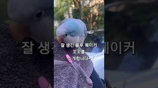 푸른 앵무새 꼬꼬를 소개합니다~ #블루퀘이커 #앵무새 #아침산책